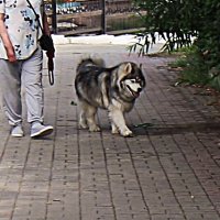 Август..Солидный пес с солидной хозяйкой! :: Владимир 