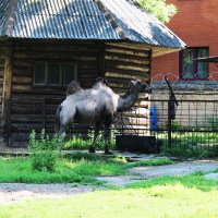 Двугорбый верблюд :: Любовь ***