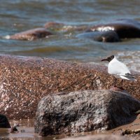 Море, камни, чайки... :: Владимир Безбородов