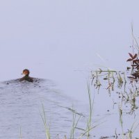 Убегающий утенок. :: Вера Литвинова