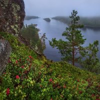 Брусника на острове :: Фёдор. Лашков