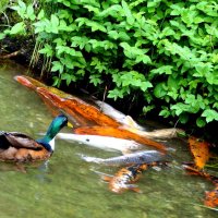 САМЫЕ КРАСИВЫЕ места мира Италия... Die Gärten von Schloss "Trauttmansdorff" in Meran (Ita :: "The Natural World" Александер