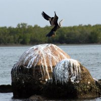 Взлет баклана. :: Николай Рубцов