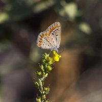 Летние этюды :: Светлана Тихонина