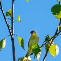 Пеночка :: Владимир Лазарев