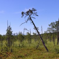 Северный Урал-страна болот, гор и тайги :: Галина Ильясова