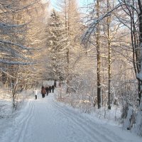 Мороз и солнце :: Александр Ильчевский 