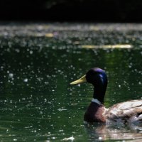 Duck :: Сергей Агурбаш