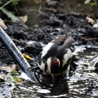 Как хорошо  когда есть где напиться воды в такой жаркий день. :: Восковых Анна Васильевна 