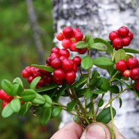 Август...Брусничный букет! :: Владимир 