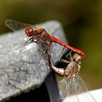 69 :: "The Natural World" Александер