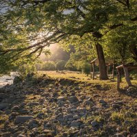 Hazel Tree By The River :: Fuseboy 