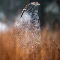 *** :: Владимир Безбородов