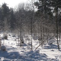 Солнечный зимний день :: Александр Ильчевский 