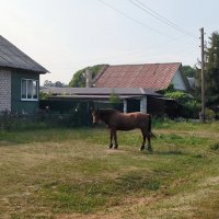 На деревенской улице. :: Ольга 