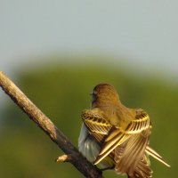 Фотографироваться не буду ! :: nadyasilyuk Вознюк