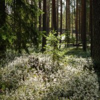 Young spruce in the sun's rays :: Sergey Sonvar