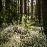 Young spruce in the sun's rays | 2 :: Sergey Sonvar