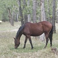 Бродят кони :: Андрей Хлопонин