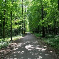 Канаш. Дорожка Городского парка летом. :: Пётр Чернега