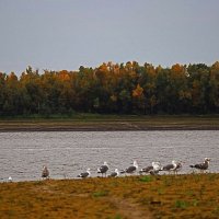 Сентябрь...Сизые чайки на Юганской Оби! :: Владимир 