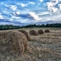 Поле :: Виктор Журбенков