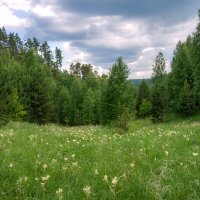 Царство полевых цветов :: Наталья Димова