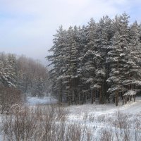 В лесопарке :: Александр Ильчевский 