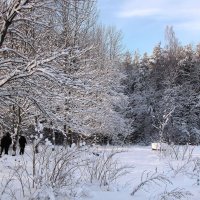 В лесопарке :: Александр Ильчевский 