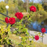 Розовый куст :: Александр Синдерёв