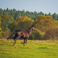 Утренняя пробежка. :: Виктор Евстратов