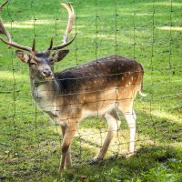 Wildpark (Rhön) :: Олег Зак