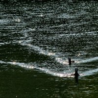 Рассекая водную гладь... :: Николай Саржанов