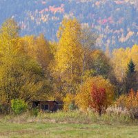 Торжество осени. :: Вера Литвинова