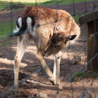 Wildpark (Rhön) :: Олег Зак