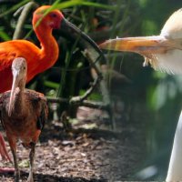 Всем ДОБРОЕ Утречка, Мира и добра вашему дому ДА ХРАНИ ВАС БОГ... :: "The Natural World" Александер