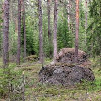 Лесной пейзаж :: Александр Ильчевский 