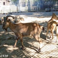 В ростовском зоопарке :: Нина Бутко