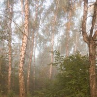 Утренний лес. :: Владимир Безбородов