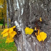 Опустила берёзка ресницы .  Печалится ., осень . :: Мила Бовкун