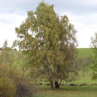 приуныла березка :: Ольга Гомзина