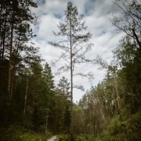 Пешая тропа. Заповедник "Столбы" :: Борис Руднев