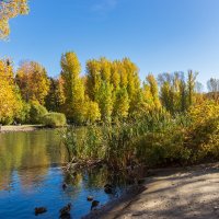 Фото. 2.10.2024.Екатеринбург.Золотая осень в Дендрарии на Мира.jpeg :: Михаил Пименов