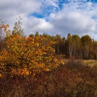 Подмосковный октябрь :: Андрей Дворников