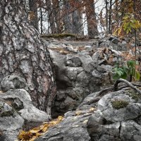 "Рачейские Альпы" - "Лабиринт".Сосны тоже бывают беременны...))) :: Александр Беляков