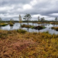 Болота Ельня :: Виктор Журбенков