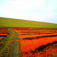 Гречиха HDR :: Сергей Агурбаш