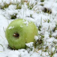 яблоко на снегу :: Alex AST