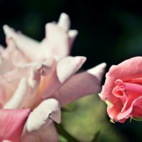 rose garden :: Наталья Лев