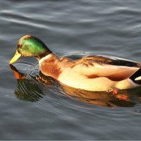 Самец кряквы (Anas platyrhynchos L.) :: Александр Володарский